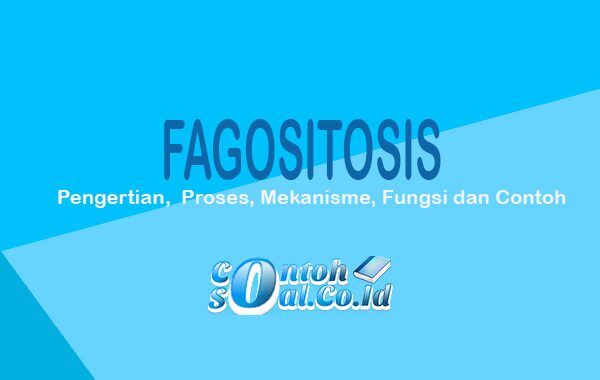 Fagositosis