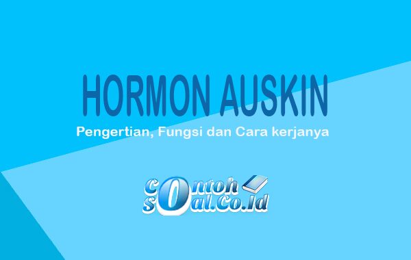 Hormon Auskin
