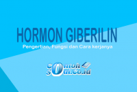 Hormon Giberilin