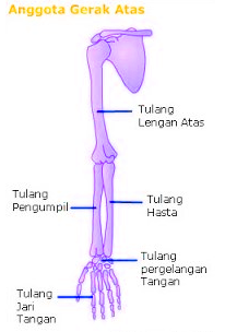 Antara tulang lengan atas tulang hasta dan pengumpil dihubungkan oleh sendi