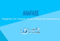 Anafase