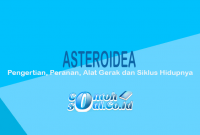Asteroidea