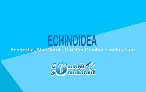 Echinoidea 