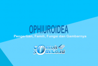 Ophiuroidea