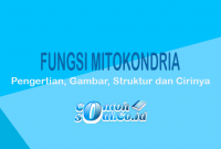 Fungsi-Mitokondria
