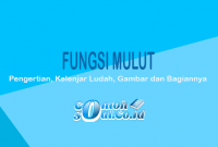 Fungsi-Mulut