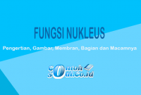 Fungsi-Nukleus
