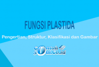 Fungsi-Plastida