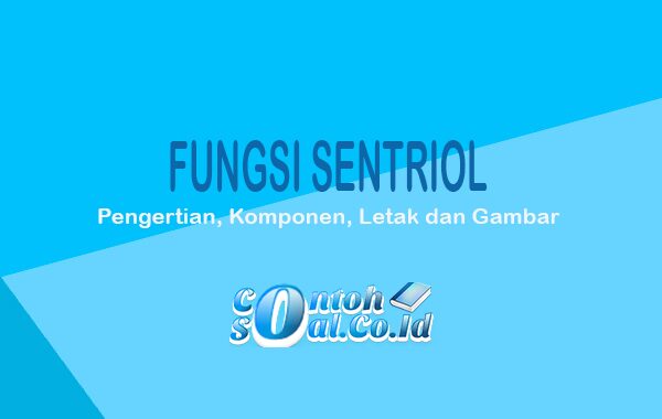 Fungsi-Sentriol