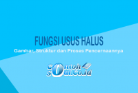 Fungsi-Usus-Halus