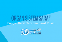 Organ-sistem-Saraf