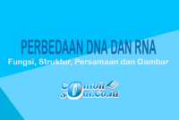 Perbedaan DNA dan RNA