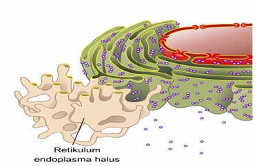 Perbedaan kasar dan endoplasma endoplasma retikulum jelaskan halus antara retikulum Retikulum Endoplasma
