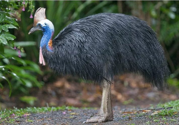 Fauna Australis