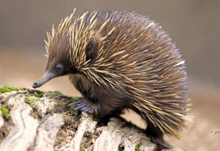 Fauna Australia