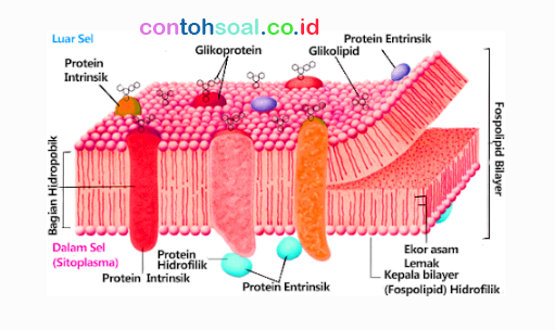 Struktur Membran Sel