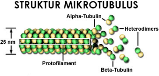 Struktur mikrotubulus