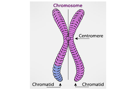 Perbedaan Antara Kromosom  dan Kromatid