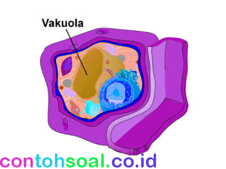 Vakuola deskripsi struktur Badan Golgi