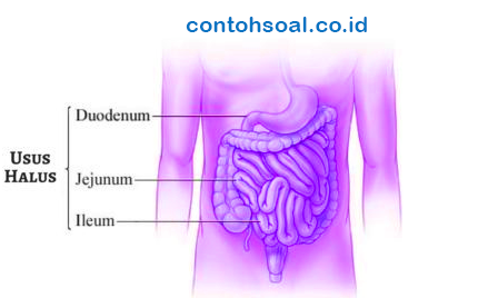 Usus magister est. Duodenum.