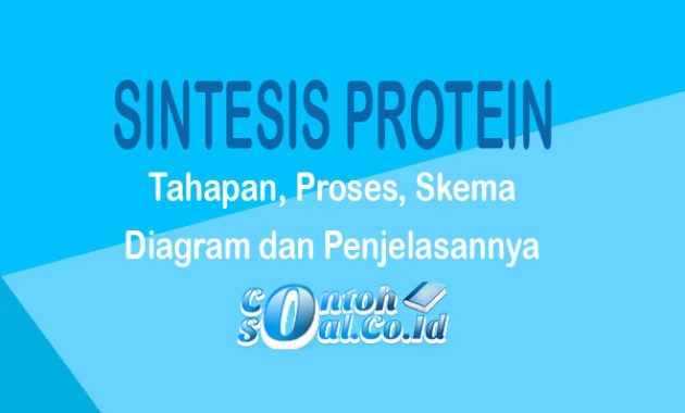 sintesis-protein