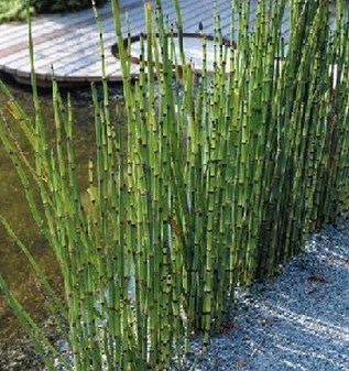 Bambu Air