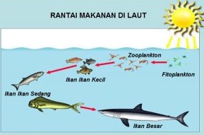 ekosistem laut