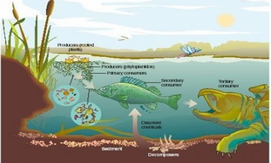  Ekosistem Sungai