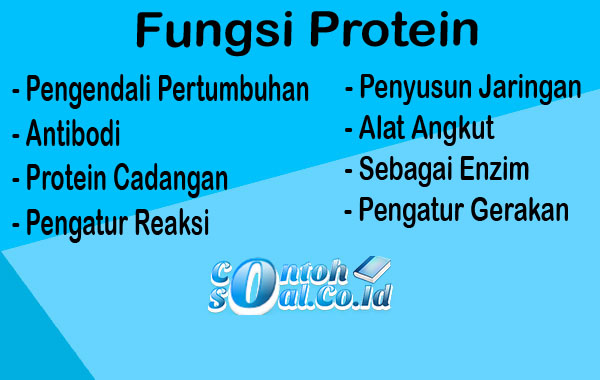 fungsi protein