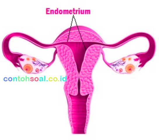 gambar endometrium