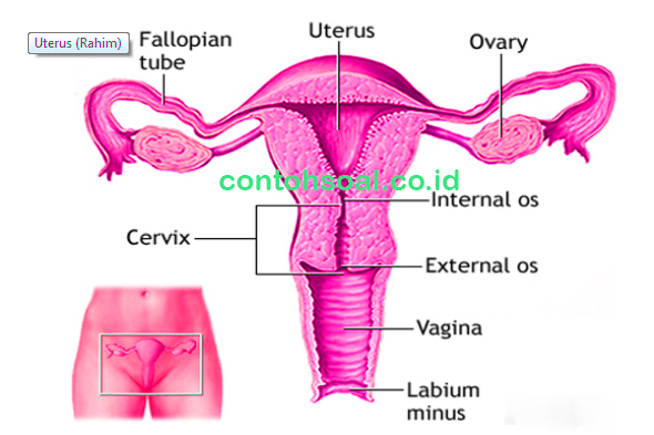 Fungsi ovarium