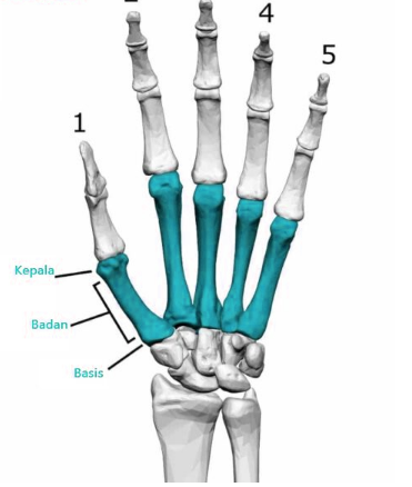 Fungsi Tulang Telapak Tangan