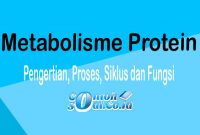 metabolisme protein