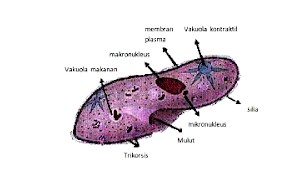 Gambar ciliata Pramecium