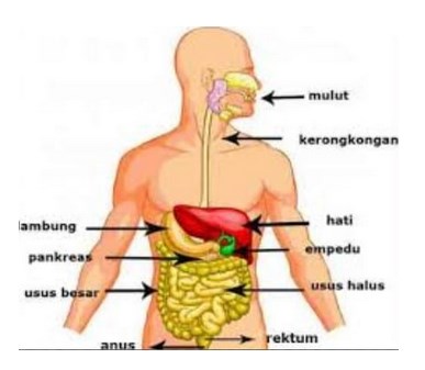 Gambar Sistem Pencernaan