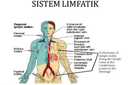 Gambar Sistem limfatik