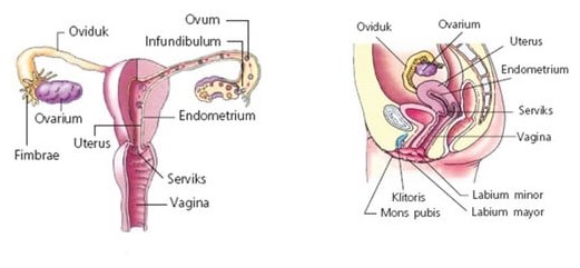 Gambar Sistem Reproduksi