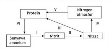 Gambar Siklus Nitrogen 