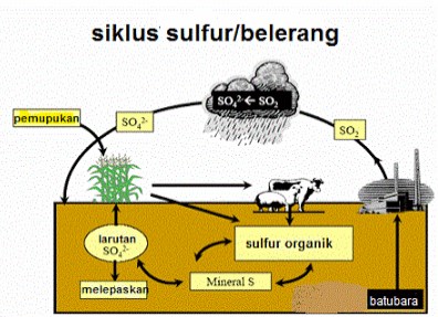 Gambar Siklus Sulfur/Belerang