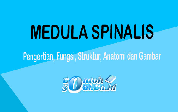 Medula Spinalis 