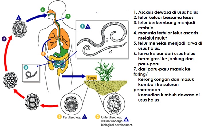 nemathelminthes perenan reproduksi