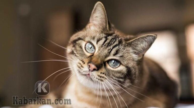 Mimpi Tentang Mendengar Kucing Mengeong