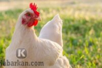 Kode Alam Ayam Berkokok Terbaru 2021