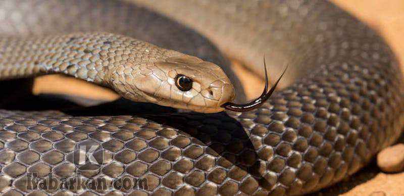 4d 2021 kode alam ular hongkong Kode Alam