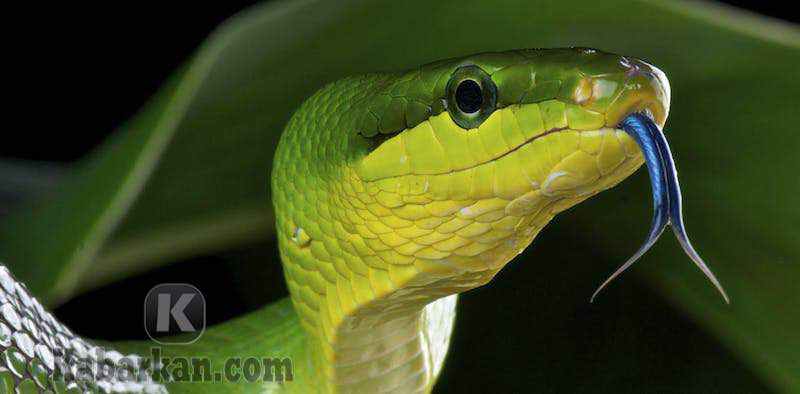 Kode alam melihat ular