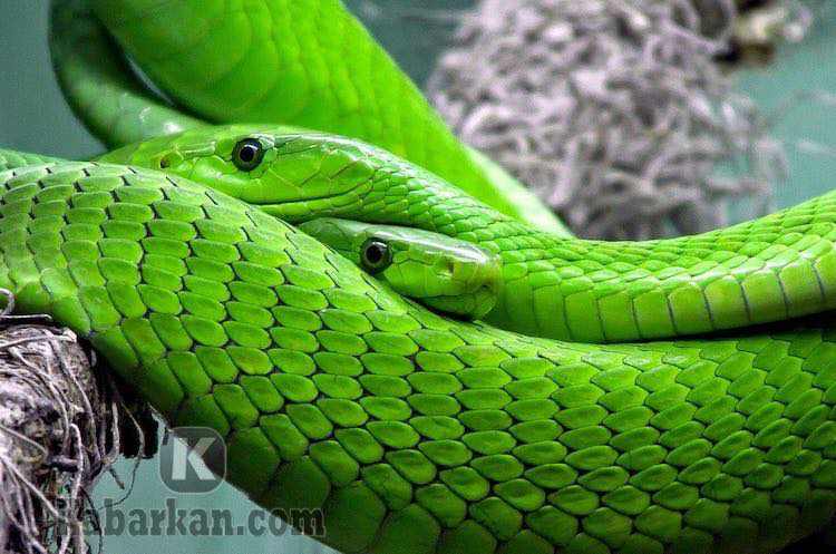 Tafsir digigit ular berdasarkan kode alam