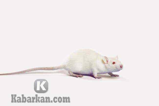 Tafsir mimpi melihat tikus putih