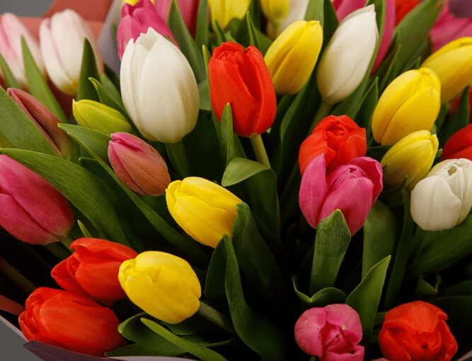 Fakta Tentang Bunga Tulip Yang Sedang Trend Di Tiktok Berdasarkan Warna