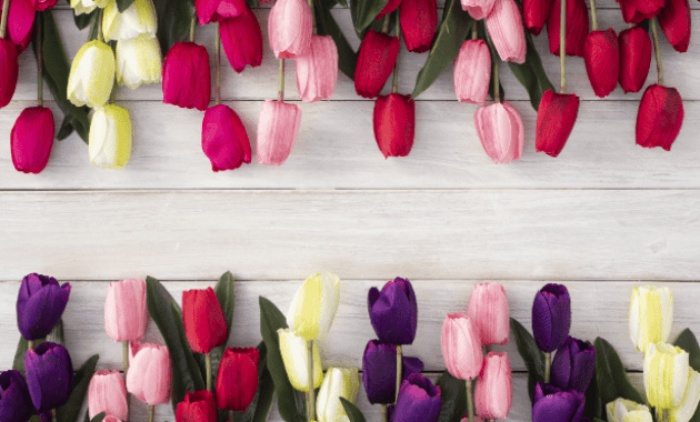 Makna Dari Kata Bunga Tulip Yang Viral Di Tiktok