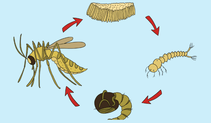Siklus Daur Hidup Nyamuk - Proses Metamorfosis dan Gambar